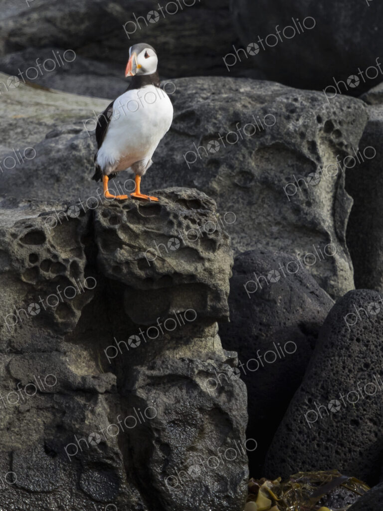 Atlantic Puffin on rocks of Akurey island