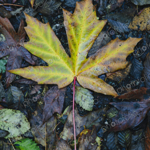 Au autumn leaf on the ground. A maple leaf, turning colour from green to brown. Au autumn leaf on the ground. A maple leaf, turning colour from green to brown.