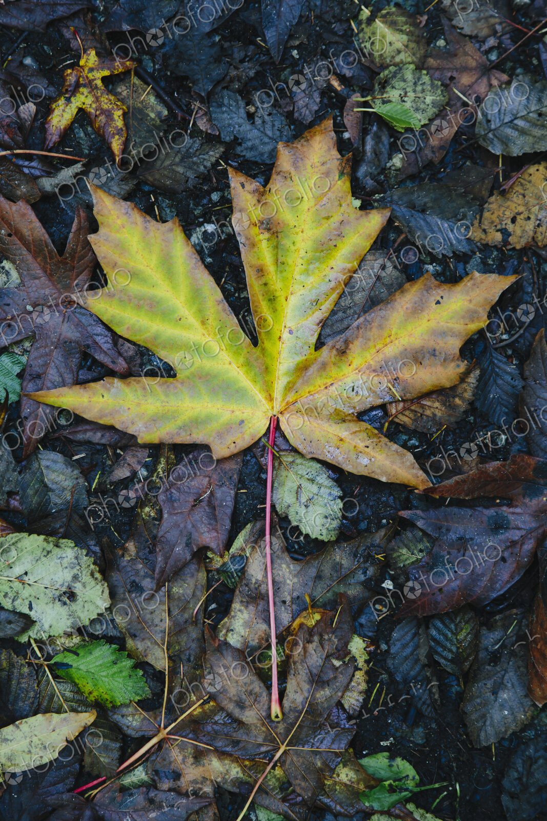 Au autumn leaf on the ground. A maple leaf, turning colour from green to brown.