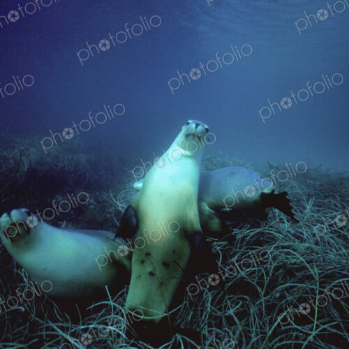 Australian sea lions swimming above the seabed in the waters of the southern ocean. Australian sea lions swimming above the seabed in the waters of the southern ocean.