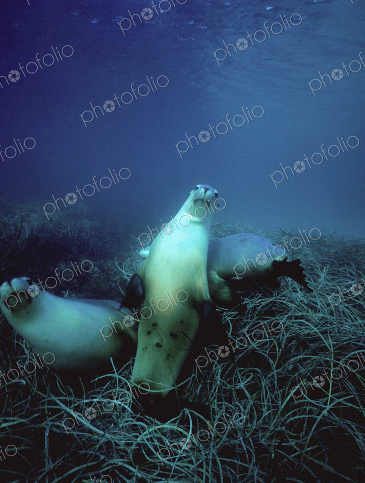 Australian sea lions swimming above the seabed in the waters of the southern ocean.