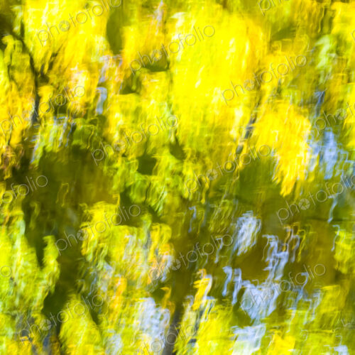 Autumn colors, yellow foliage on trees, blurred motion, Washington Park Arboretum, WA, USA