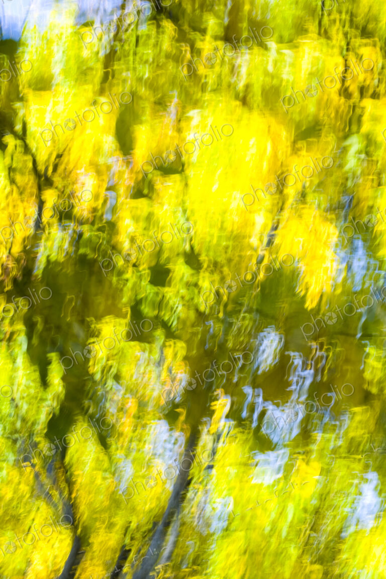 Autumn colors, yellow foliage on trees, blurred motion, Washington Park Arboretum, WA, USA