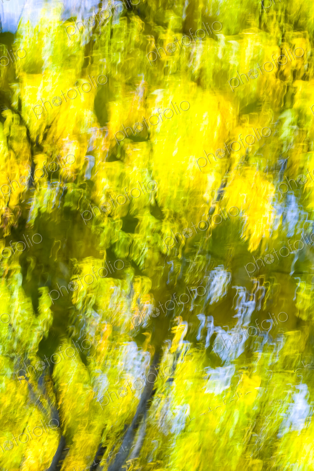 Autumn colors, yellow foliage on trees, blurred motion, Washington Park Arboretum, WA, USA