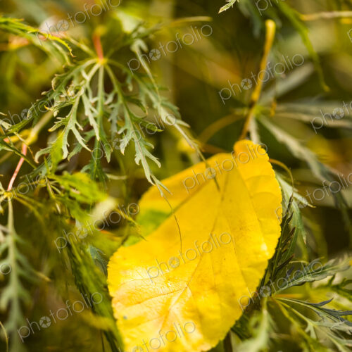 Autumn colours, a yellow leaf on green grass, close up, Washington Park Arboretum, WA, USA Autumn colours, a yellow leaf on green grass, close up, Washington Park Arboretum, WA, USA