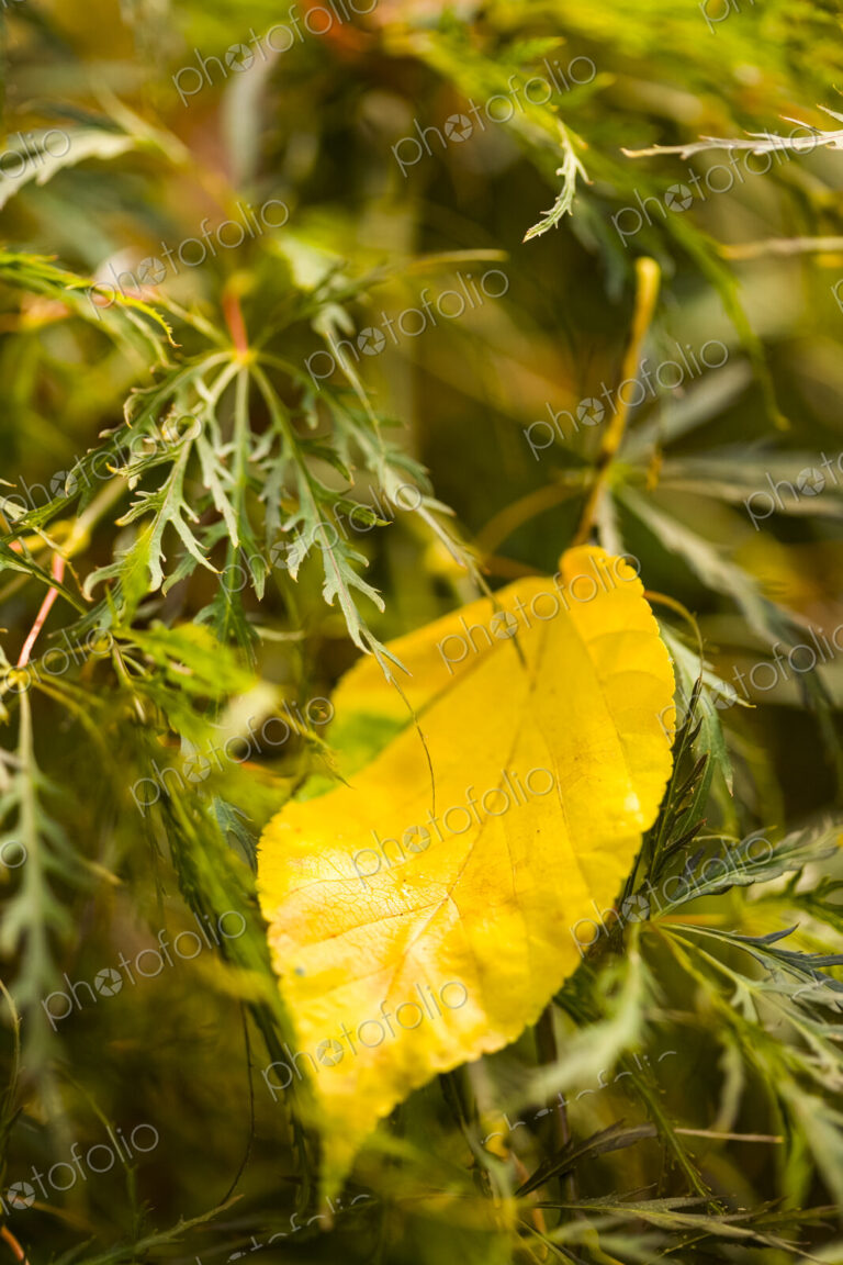Autumn colours, a yellow leaf on green grass, close up, Washington Park Arboretum, WA, USA