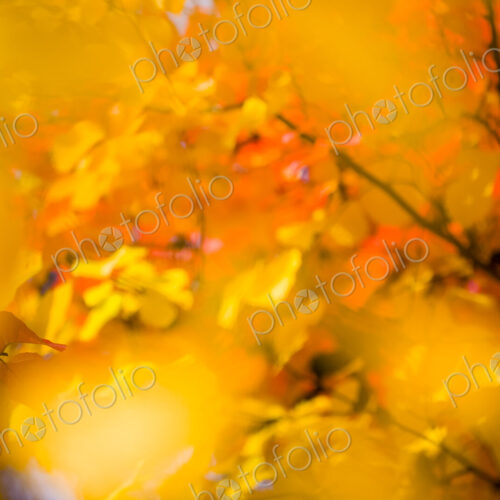 Autumn colours, close up of a tree with vivid orange foliage in Washington Park…