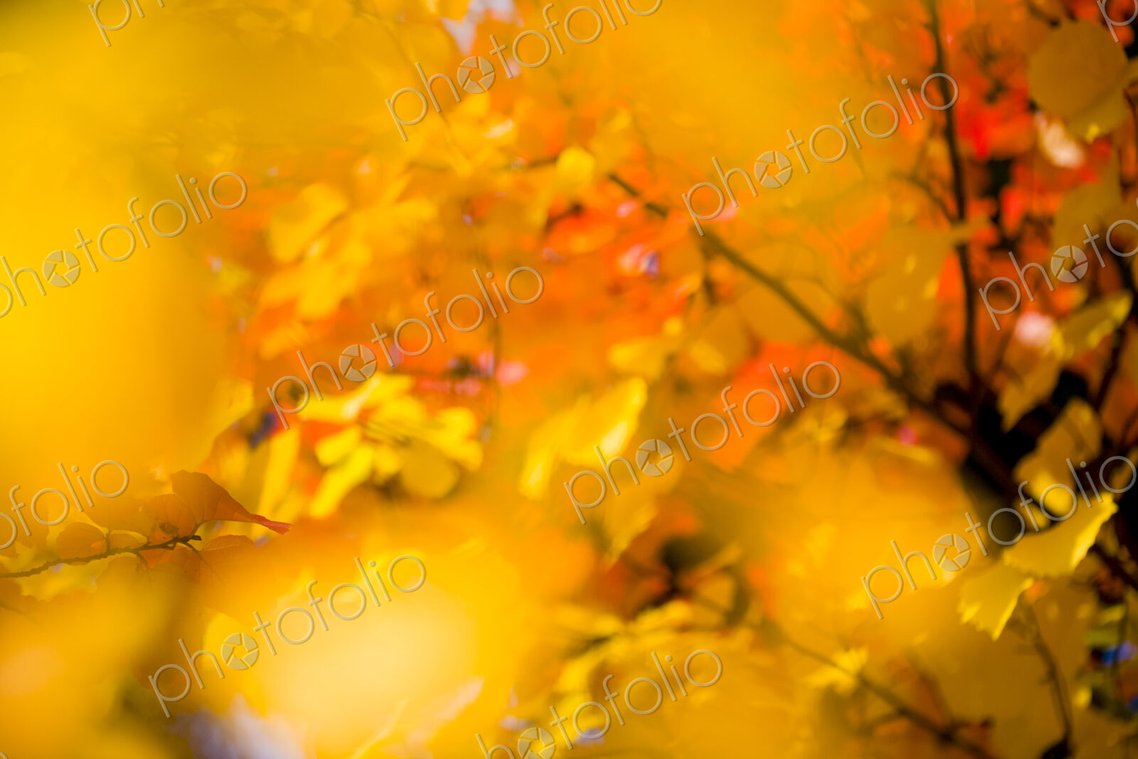 Autumn colours, close up of a tree with vivid orange foliage in Washington Park…