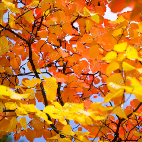 Autumn colours, close up of a tree with vivid orange foliage in Washington Park…