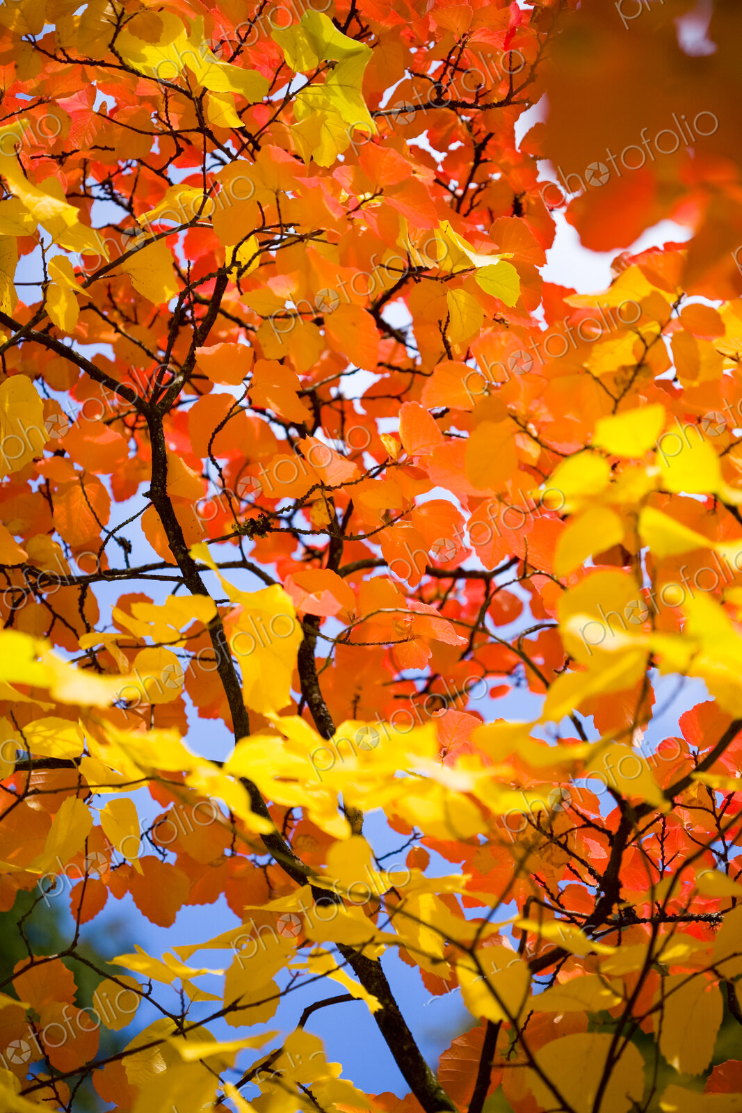 Autumn colours, close up of a tree with vivid orange foliage in Washington Park…
