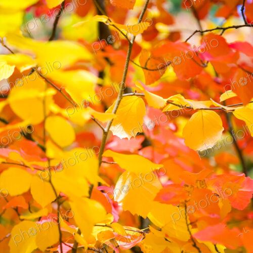 Autumn colours, close up of a tree with vivid orange foliage in Washington Park…