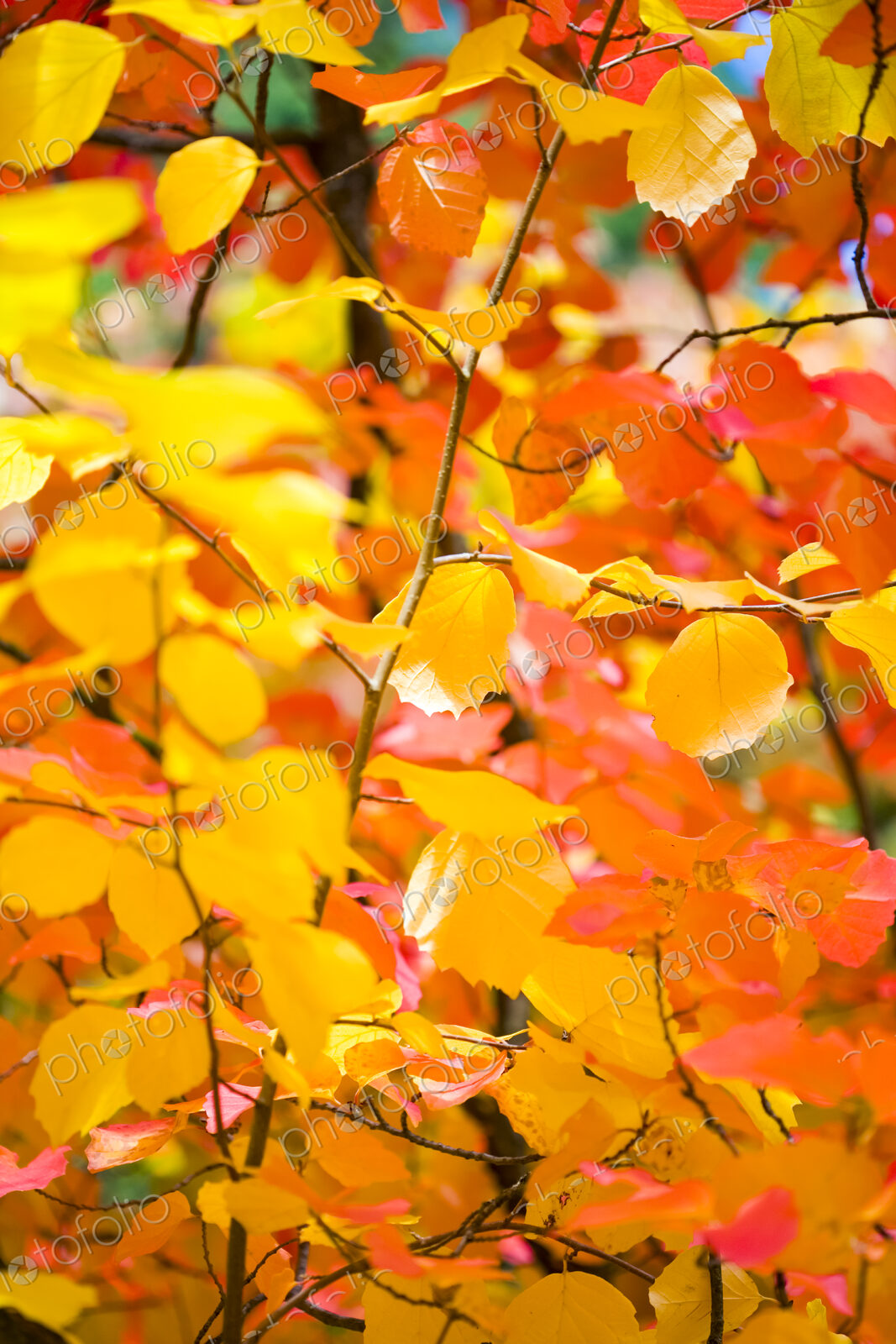 Autumn colours, close up of a tree with vivid orange foliage in Washington Park…