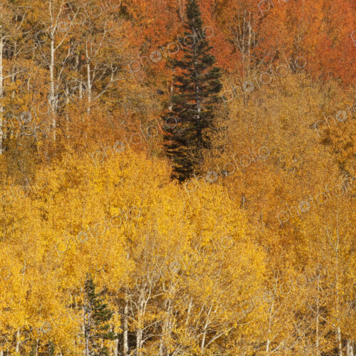 Autumn, fall Autumn, fall