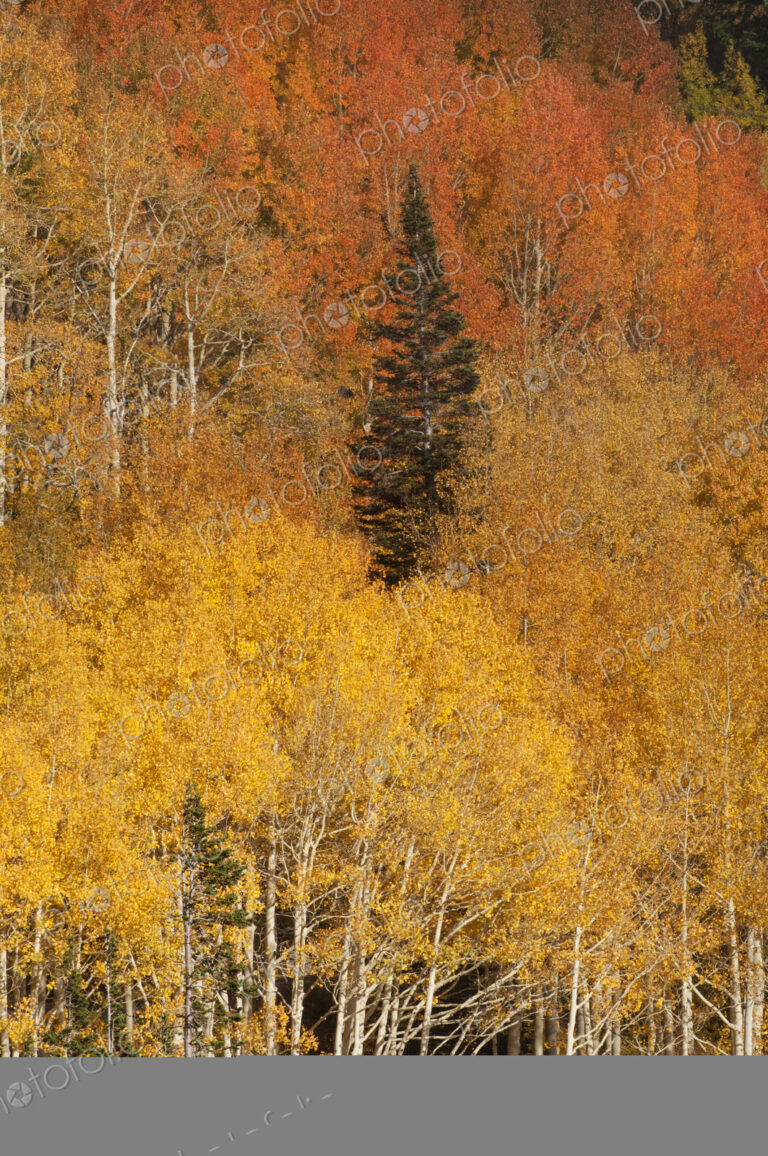 Autumn, fall