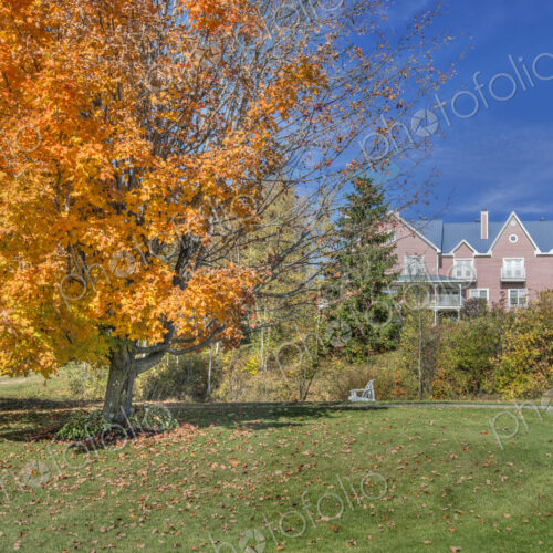 Autumn foliage, a maple tree in a park. Autumn foliage, a maple tree in a park.