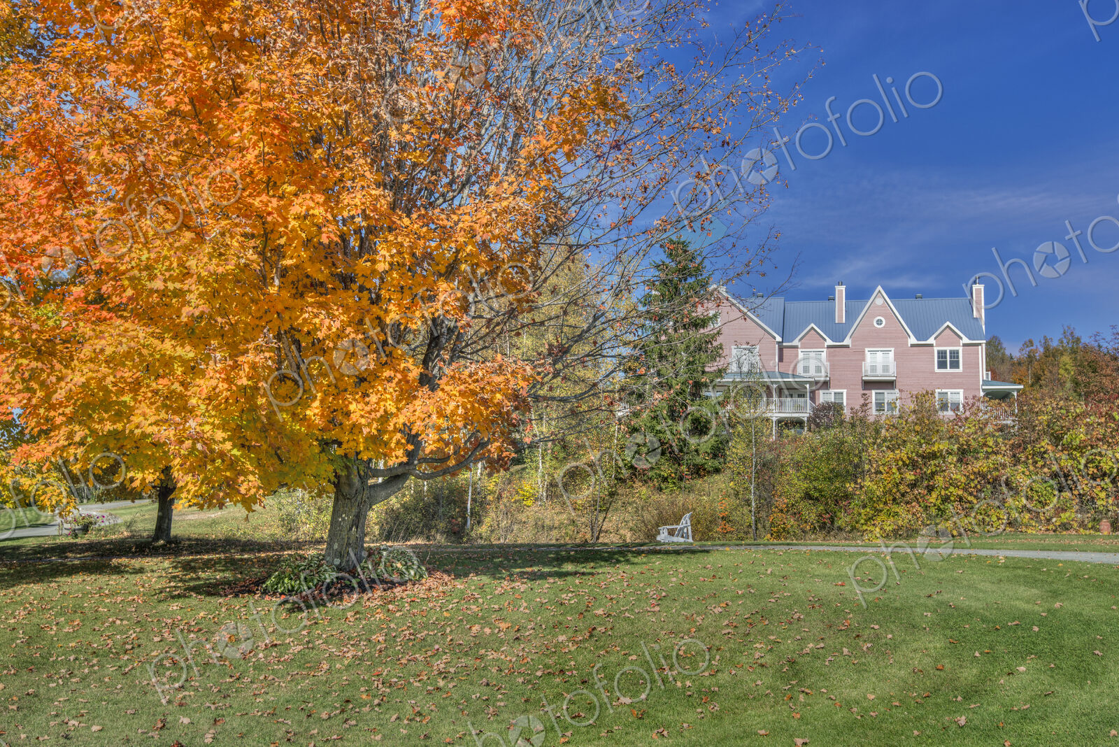 Autumn foliage, a maple tree in a park.