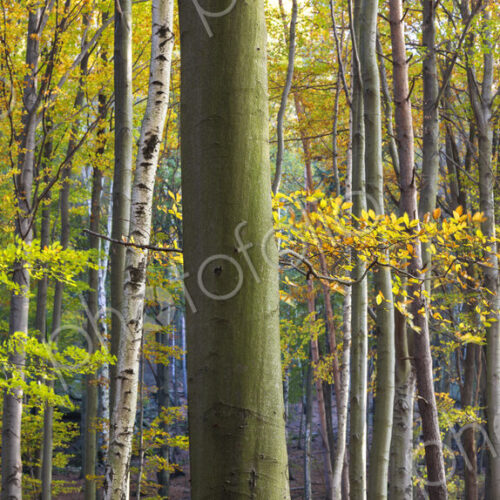 Autumn forest with green and brown foliage on tree branches. Autumn forest with green and brown foliage on tree branches.