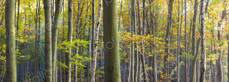 Autumn forest with green and brown foliage on tree branches.