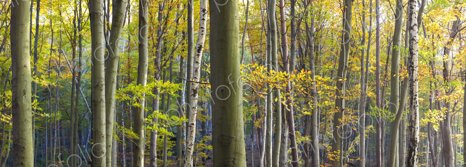 Autumn forest with green and brown foliage on tree branches.