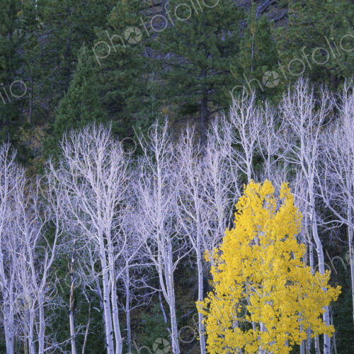 Autumn in Dixie National Forest. White branches and tree trunks of aspen trees, with… Autumn in Dixie National Forest. White branches and tree trunks of aspen trees, with…
