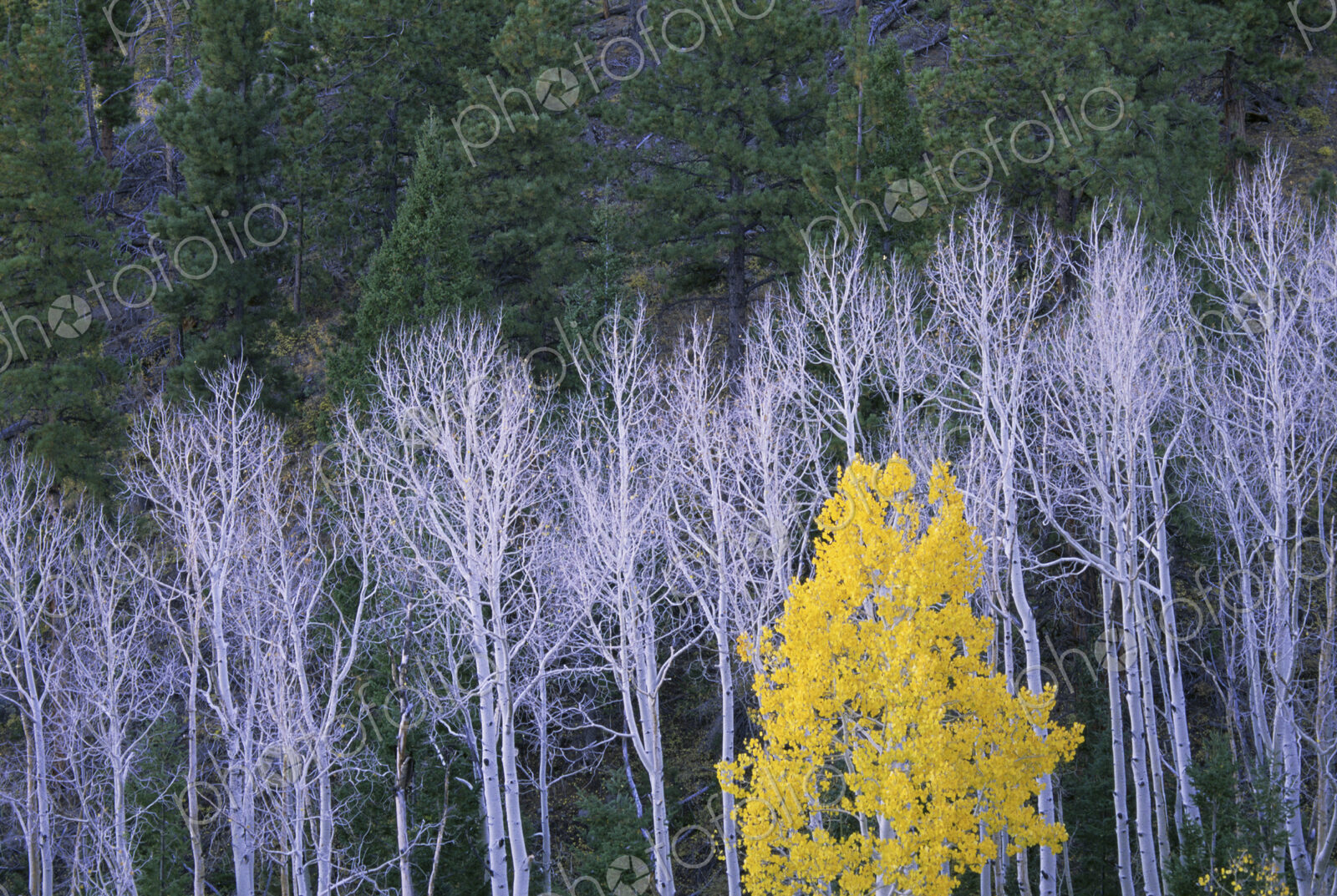 Autumn in Dixie National Forest. White branches and tree trunks of aspen trees, with…