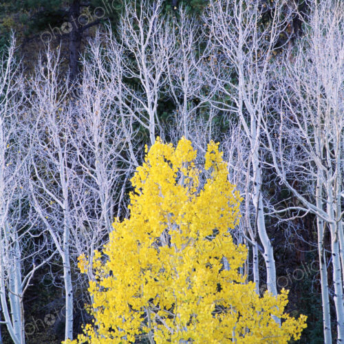 Autumn in Dixie National Forest. White branches and tree trunks of aspen trees, with… Autumn in Dixie National Forest. White branches and tree trunks of aspen trees, with…