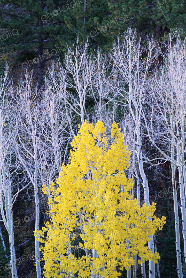Autumn in Dixie National Forest. White branches and tree trunks of aspen trees, with…