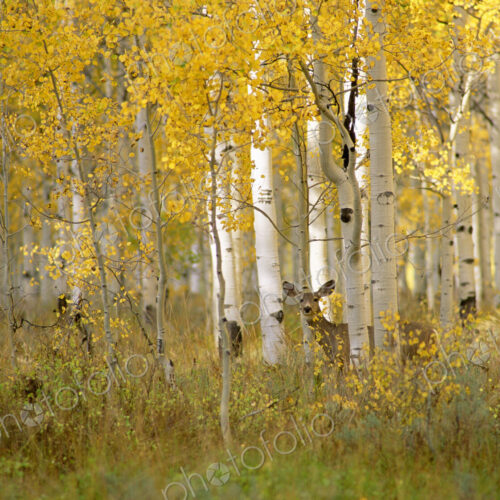 Autumn in Uinta national forest. A deer in the aspen trees.