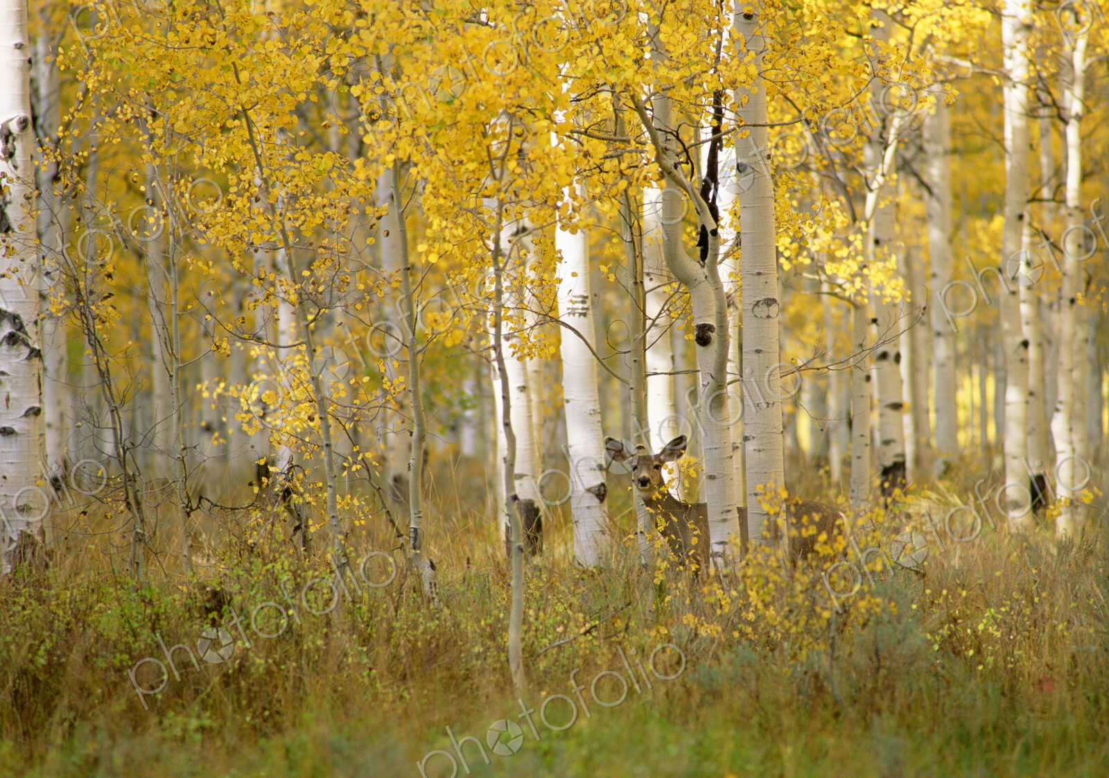 Autumn in Uinta national forest. A deer in the aspen trees.