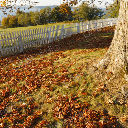 Autumn leaves and a white picket fence around a field, Port Gamble. Autumn leaves and a white picket fence around a field, Port Gamble.