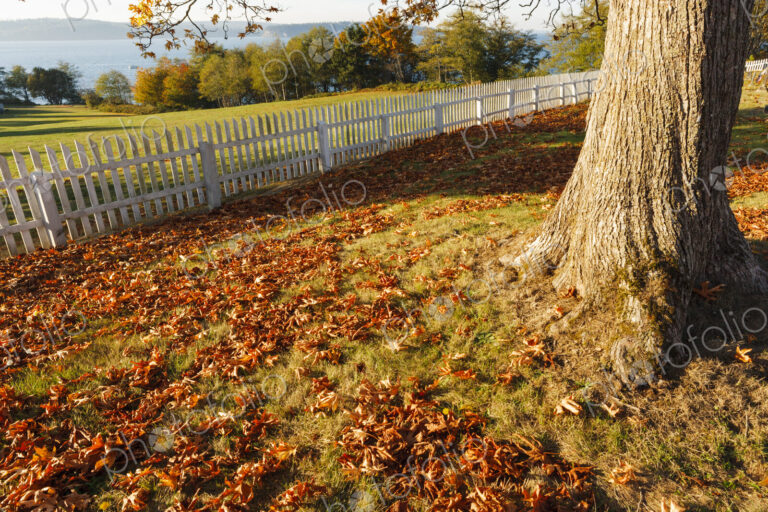 Autumn leaves and a white picket fence around a field, Port Gamble.