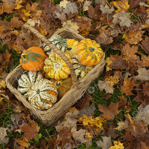 Autumn leaves on the ground. A trug or basket with a selection of squashes and gourds.… Autumn leaves on the ground. A trug or basket with a selection of squashes and gourds.…