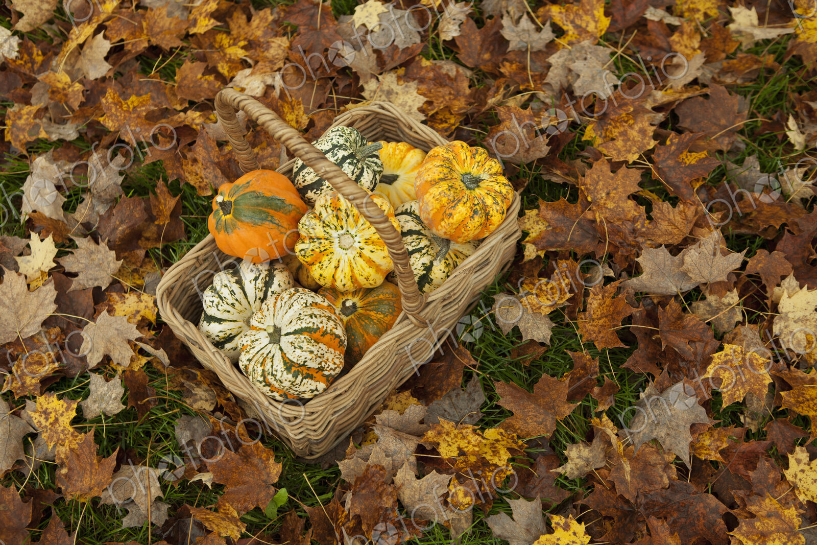Autumn leaves on the ground. A trug or basket with a selection of squashes and gourds.…