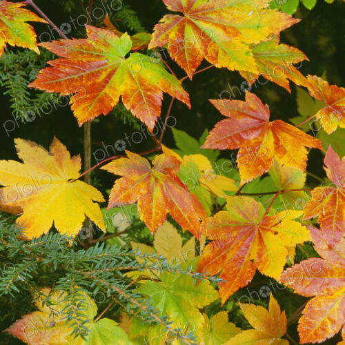 Autumn vine maple leaves, turning from green through gold to red in the autumn. Autumn vine maple leaves, turning from green through gold to red in the autumn.