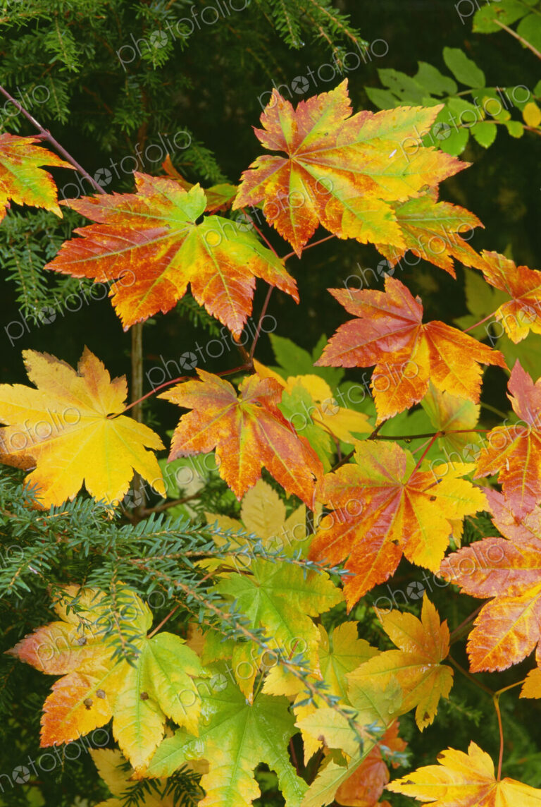 Autumn vine maple leaves, turning from green through gold to red in the autumn.