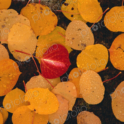 Autumnal aspen leaves. Brown leaves spread out on black rock, with one vivid red leaf… Autumnal aspen leaves. Brown leaves spread out on black rock, with one vivid red leaf…