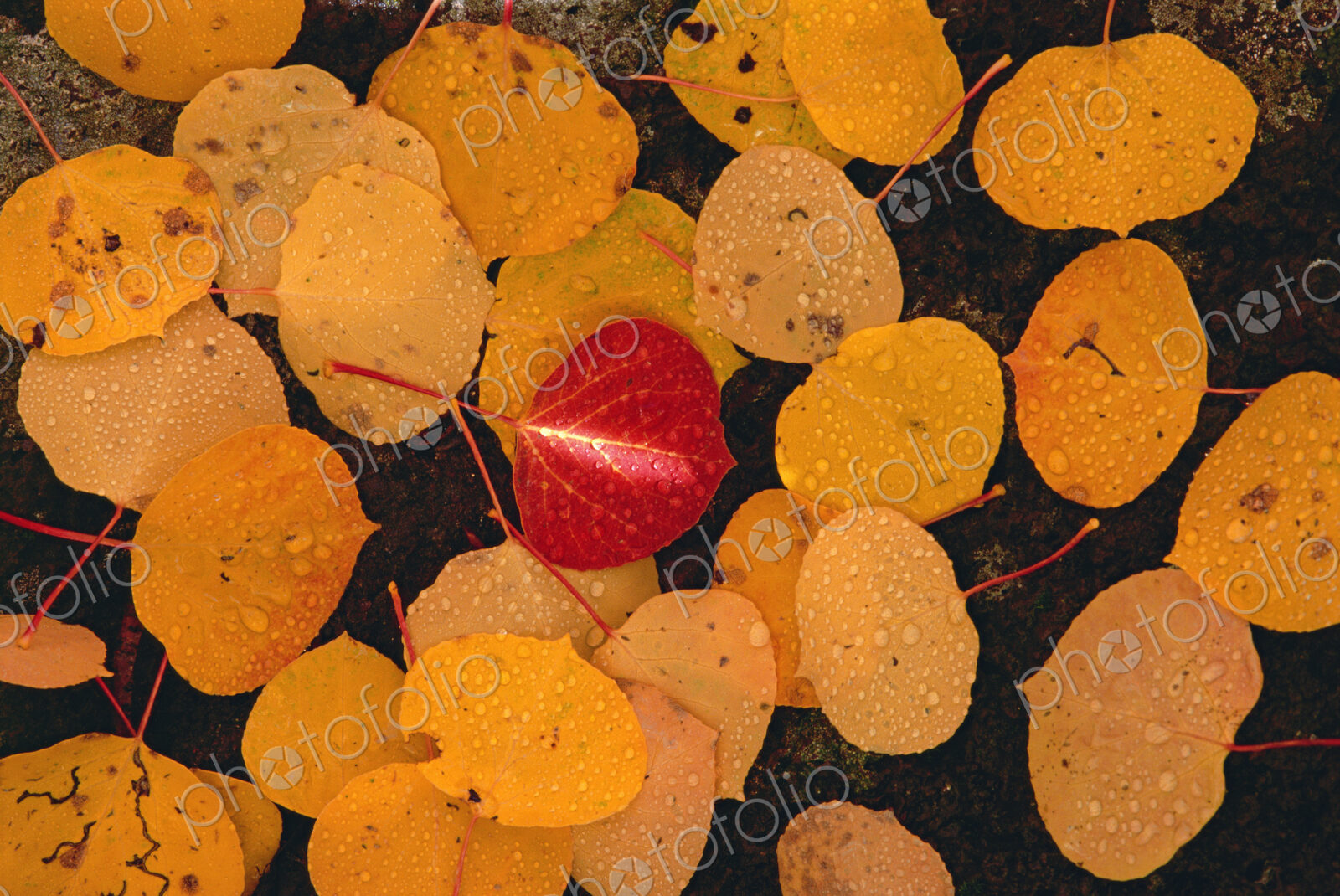 Autumnal aspen leaves. Brown leaves spread out on black rock, with one vivid red leaf…