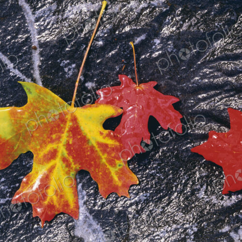 Autumnal foliage. Three maple leaves in orange and red, laid on a black rock background.