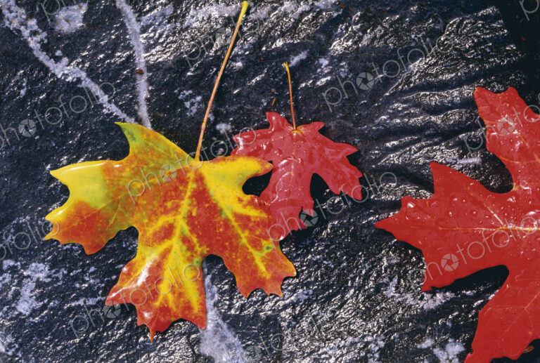 Autumnal foliage. Three maple leaves in orange and red, laid on a black rock background.