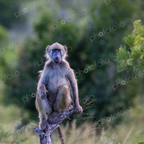 Baboon, Papio hamadryas, sitting on a stump in the wild.