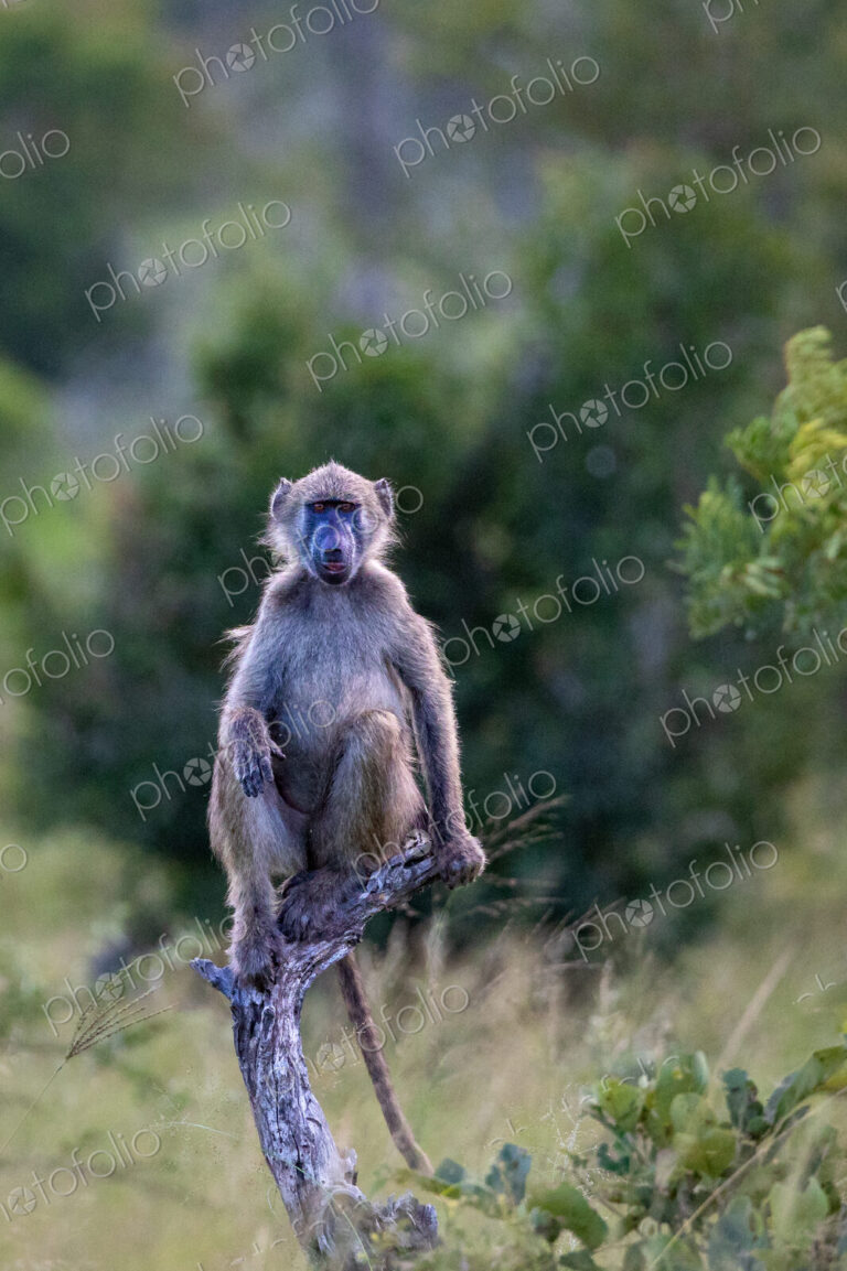 Baboon, Papio hamadryas, sitting on a stump in the wild.