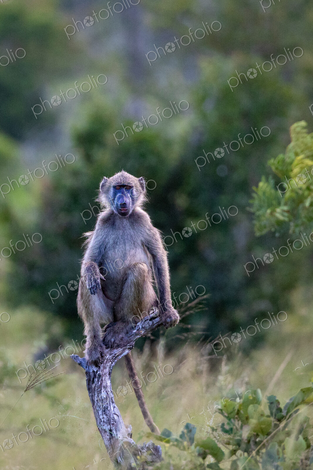 Baboon, Papio hamadryas, sitting on a stump in the wild.