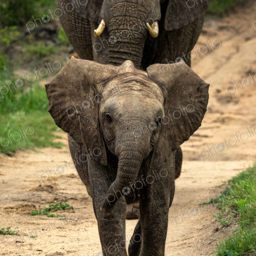 Baby elephant, Loxodonta africana, walking, close-up. Baby elephant, Loxodonta africana, walking, close-up.
