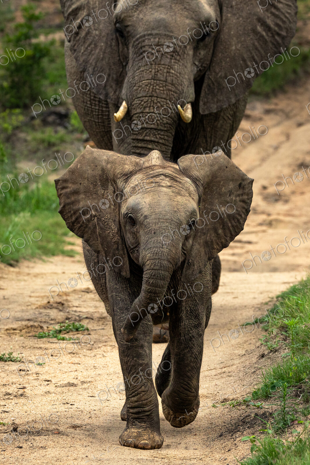 Baby elephant, Loxodonta africana, walking, close-up.