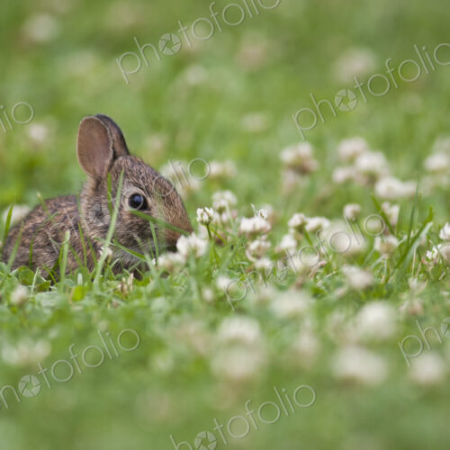 Baby rabbit sitting in a grass and clover meadow. Baby rabbit sitting in a grass and clover meadow.