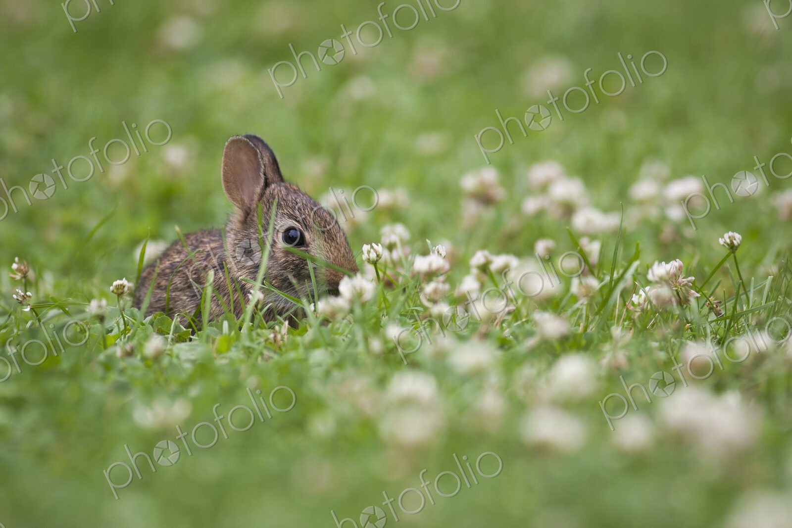 Baby rabbit sitting in a grass and clover meadow.