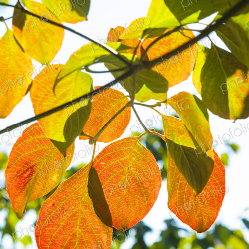 Back lit fall decidous leaves, WA, USA