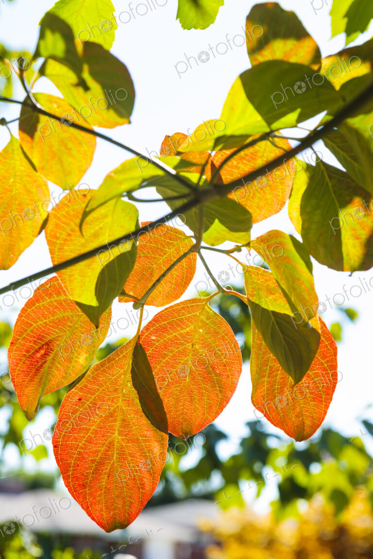 Back lit fall decidous leaves, WA, USA
