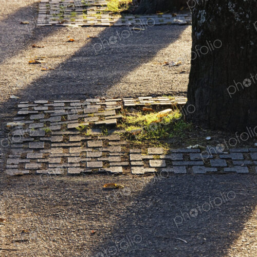 Backlit Tree Shadows Backlit Tree Shadows