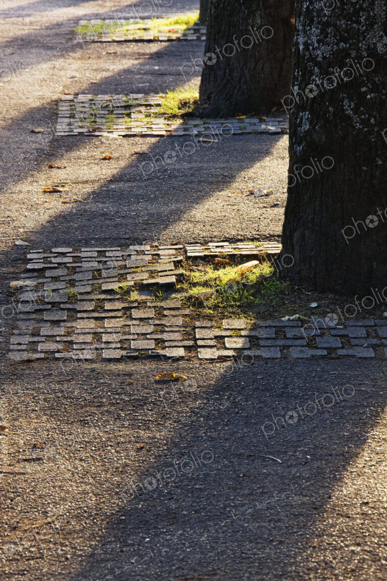 Backlit Tree Shadows